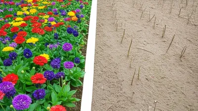 Illustration terminated - Image 1