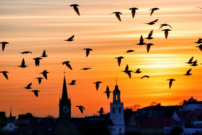 Illustration squealers - Image 1