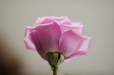 Illustration rosebuds - Image 1