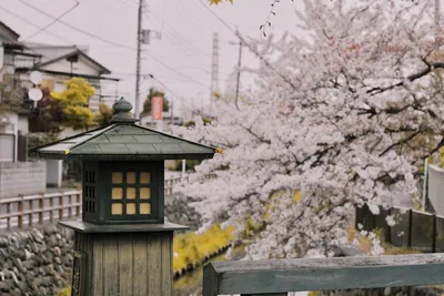 Illustration toro - Image 2