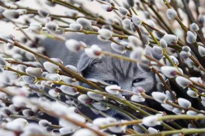 Illustration pussy - Image 1