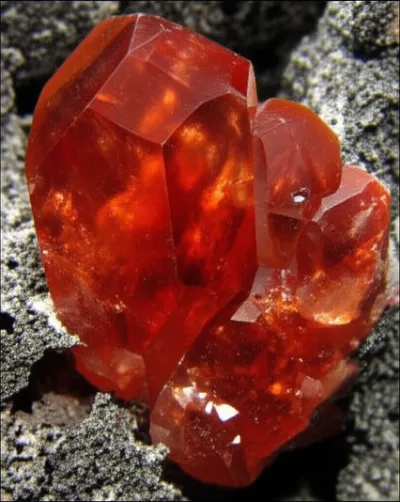 Illustration sandarac - Image 1