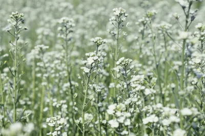 Illustration reseda - Image 1