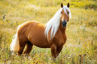 Illustration palomino