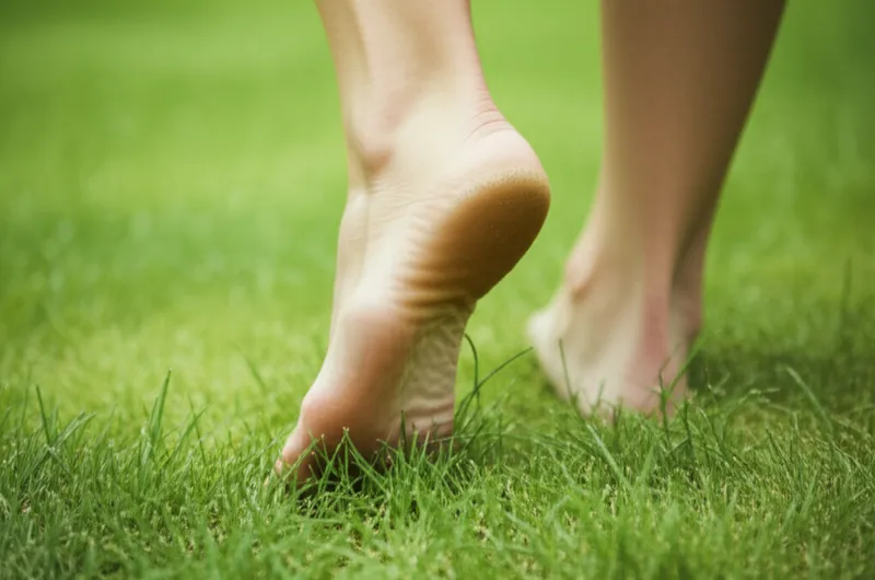 Ilustración visual de la palabra "plantar" - Plantar