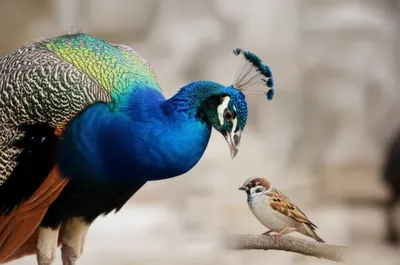 Illustration arrogance