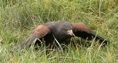 Illustration mantle - Image 2