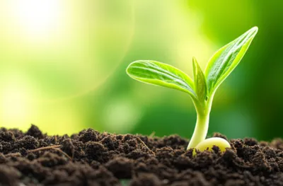 Illustration breeding - Image 1