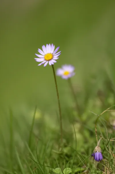 Illustration modesty