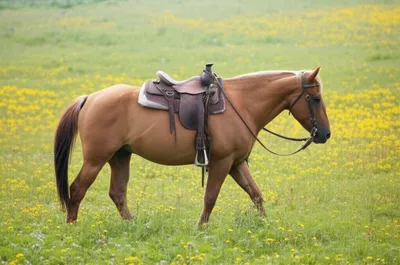 Illustration pads - Image 1