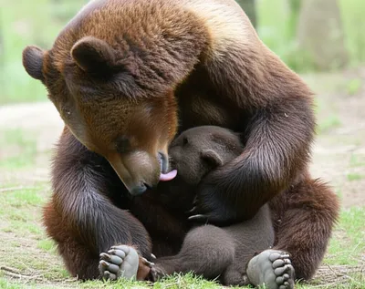 Illustration mouthed - Image 1