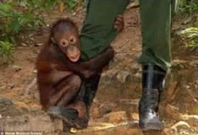 Illustration clung - Image 2