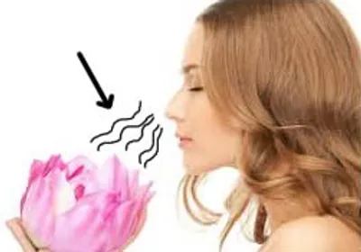 Illustration aromatic - Image 2