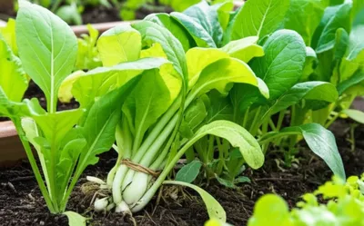 Illustration blanched - Image 1