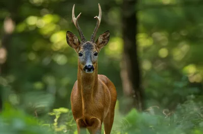 Illustration roebuck - Image 1