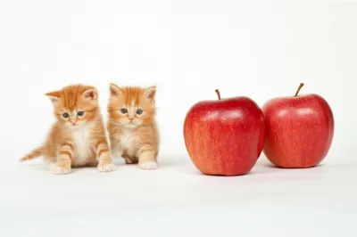 Illustration twos - Image 1