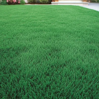 Illustration lawn - Image 1