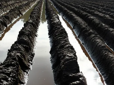 Illustration rut - Image 1