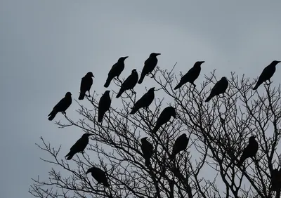 Illustration unkindness - Image 1