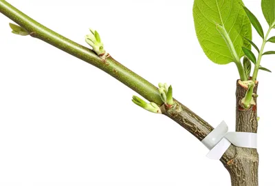 Illustration graft - Image 1