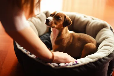 Hình ảnh minh họa custom - Ảnh 1