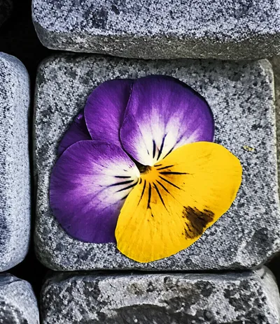 Illustration fossilized - Image 2