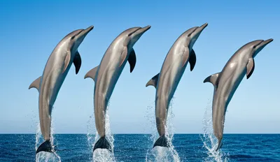 Illustration spinners - Image 1