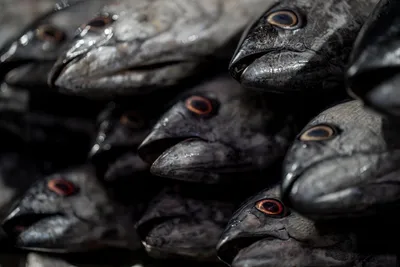 Illustration heads - Image 2