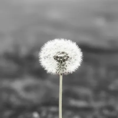 Illustration alone - Image 1