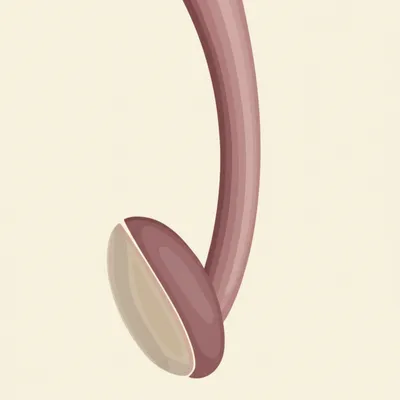 Hình ảnh minh họa organ - Ảnh 1