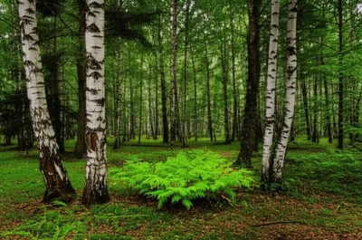 Illustration cohorts - Image 1