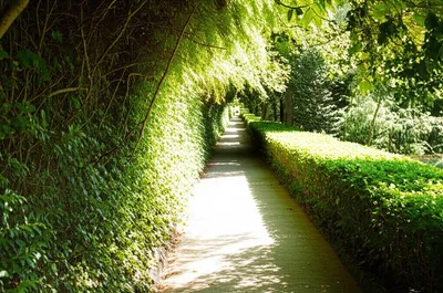 Illustration cleared - Image 1