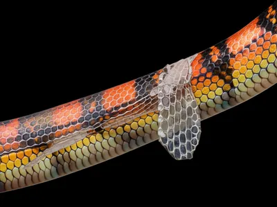 Illustration molts - Image 1