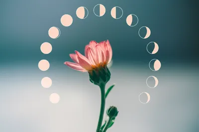 Illustration menstrual - Image 1