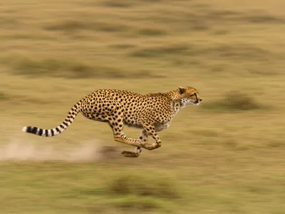 Illustration raking - Image 1