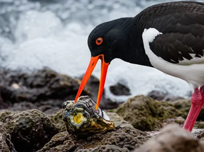 Illustration oystercatcher