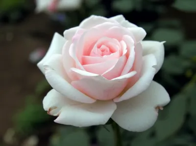 Illustration albas - Image 1