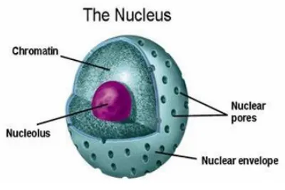 Illustration nuclear - Image 2