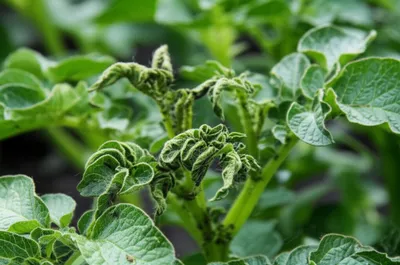 Illustration curl - Image 1