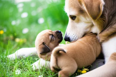 Illustration suckling - Image 1