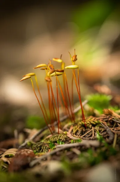 Illustration capsules - Image 1