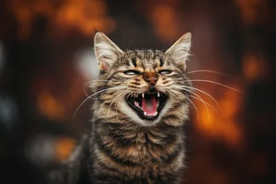 Illustration raspy - Image 1