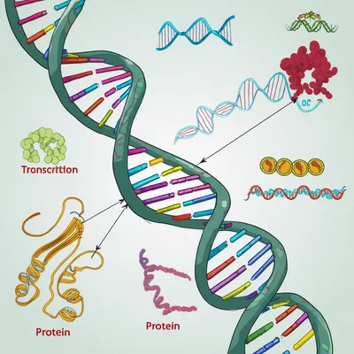 Illustration genetic - Image 1