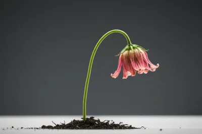 Illustration broken - Image 1