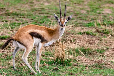 Illustration ridged - Image 2