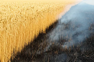 Illustration ravaged