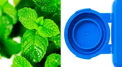 Illustration herbal - Image 1