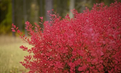 Illustration wahoo - Image 1