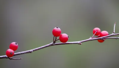 Illustration spare - Image 1