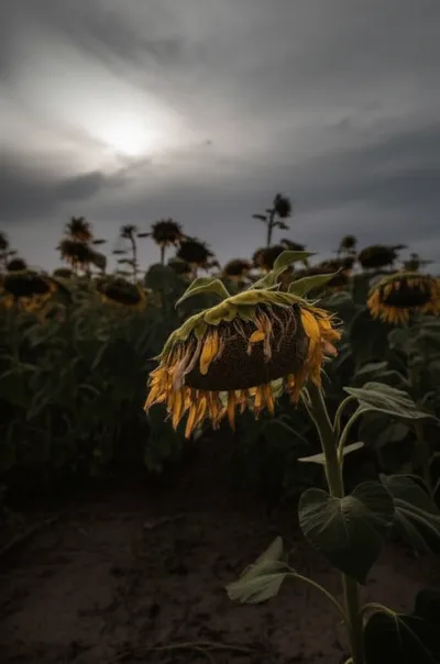 Illustration grieve - Image 1